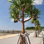 【沖縄県の豆知識】海岸沿いでよく見かける風景。パイナップルが木になっている！？