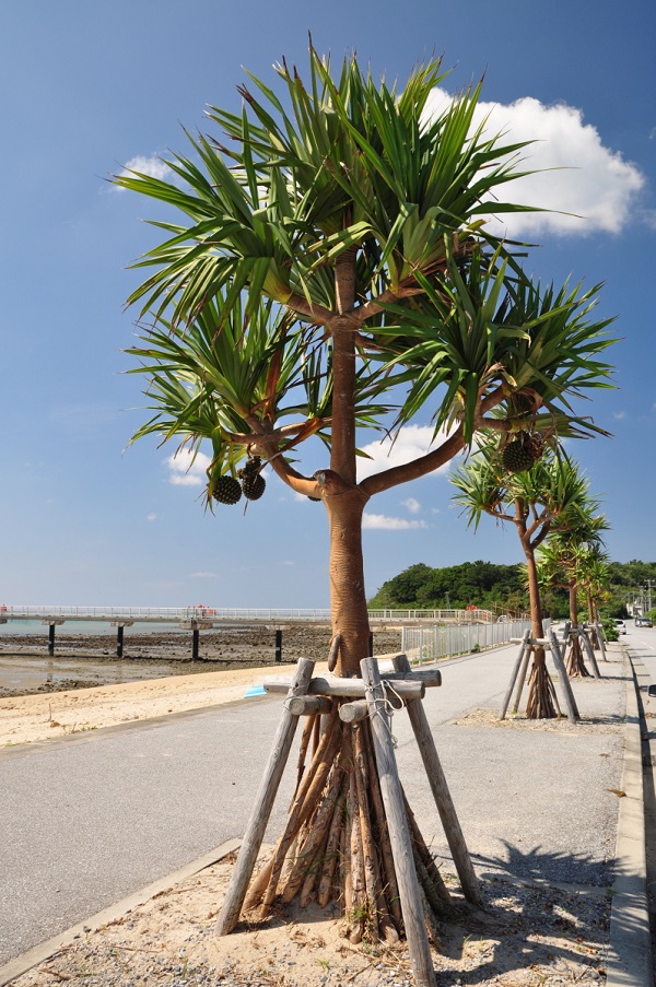 沖縄県の豆知識 海岸沿いでよく見かける風景 パイナップルが木になっている 沖縄の海と空にかこまれた暮らし