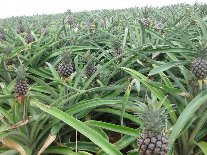 沖縄県の豆知識 海岸沿いでよく見かける風景 パイナップルが木になっている 沖縄の海と空にかこまれた暮らし