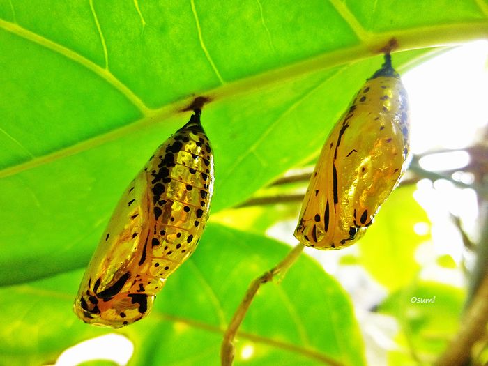 黄金に輝く蛹 さなぎ からオオゴマダラの蝶に羽化しました 沖縄の海と空にかこまれた暮らし