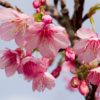 真冬なのに花見が出来る沖縄！そろそろ桜がチラホラ咲いてくる時期です。