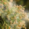 【沖縄のウワサ話】沖縄に住むと、花粉症が治るってウワサは本当？