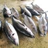 沖縄県の「まぐろ漁獲量」は全国でもトップクラスって知っていましたか？