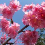 いよいよ沖縄の花見が始まります！桜祭り５箇所の日程と場所は？