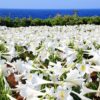 ＧＷ中、沖縄に居るなら「伊江島ゆり祭り」で100万輪のテッポウユリに癒されてみては？