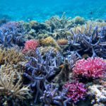 沖縄のサンゴ礁が大ピンチ！サンゴの白化現象が止まらない理由と対策。