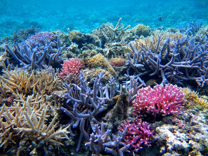 沖縄のサンゴ礁が大ピンチ サンゴの白化現象が止まらない理由と対策 沖縄の海と空にかこまれた暮らし