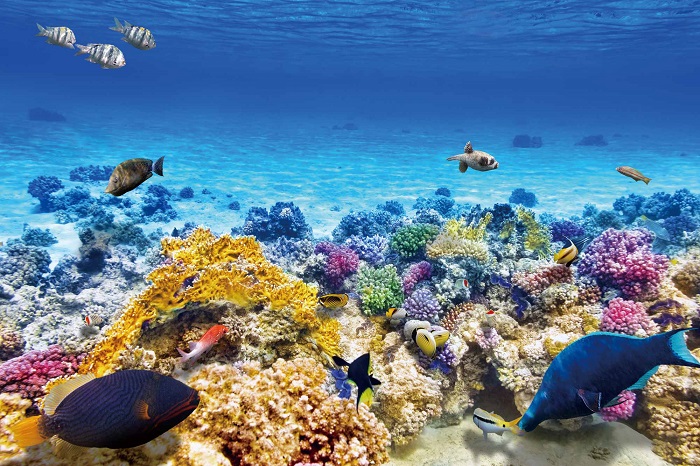 沖縄のサンゴ礁が大ピンチ サンゴの白化現象が止まらない理由と対策 沖縄の海と空にかこまれた暮らし