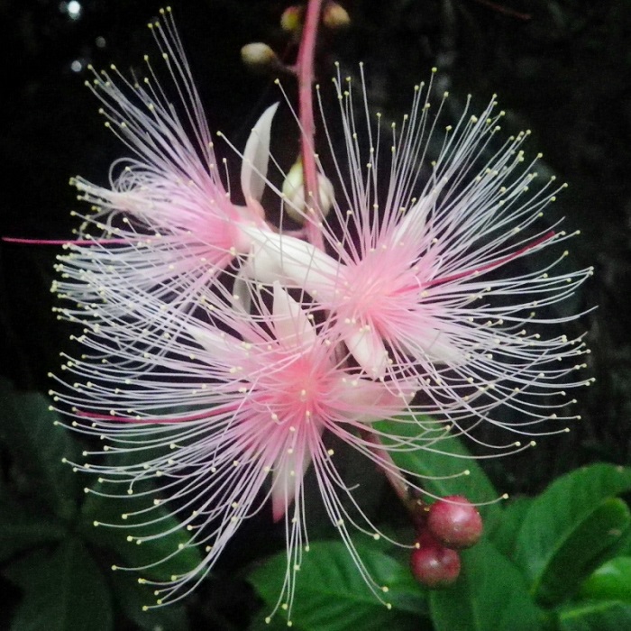 一夜限りで散っていく 幻の花 サガリバナ は今月末からが見頃です 沖縄の海と空にかこまれた暮らし