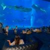 コタツでジンベイサメが見れる？美ら海水族館で夜の営業「美ら海ナイトアクアリム｣が好評につき開催中！